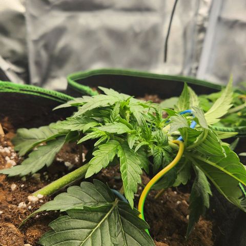 Strawberry Cheesecake Auto growlog timeline photo