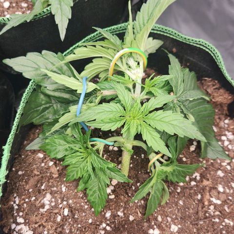 Do Si Dos Auto growlog timeline photo