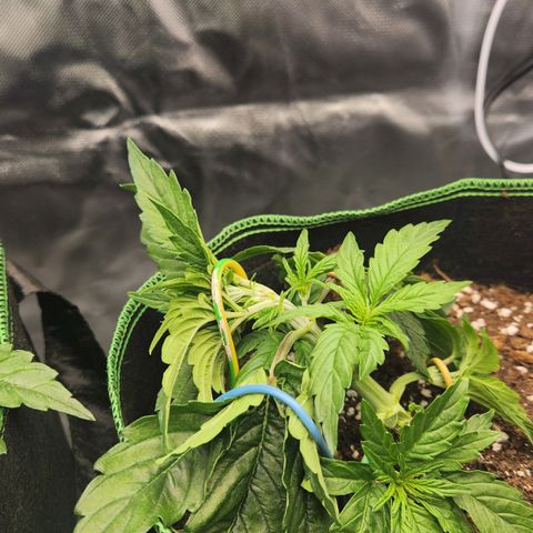 Do Si Dos Auto growlog timeline photo