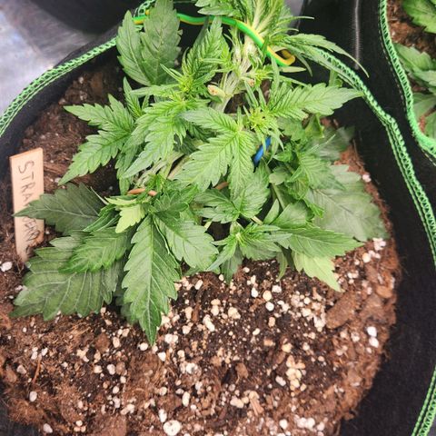 Strawberry Cheesecake Auto growlog photo: Lst