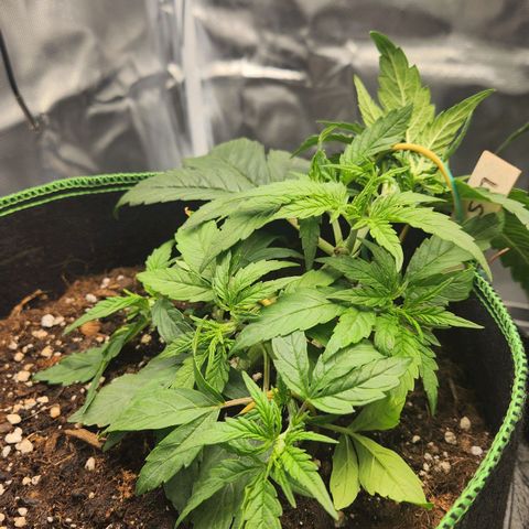 LSD Auto growlog timeline photo