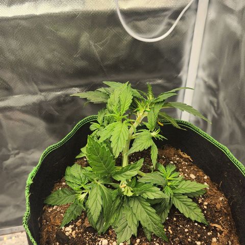 Do Si Dos Auto growlog timeline photo