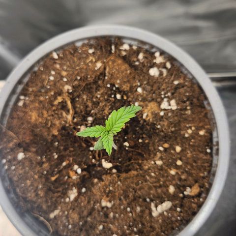 Laughing Buddha growlog timeline photo