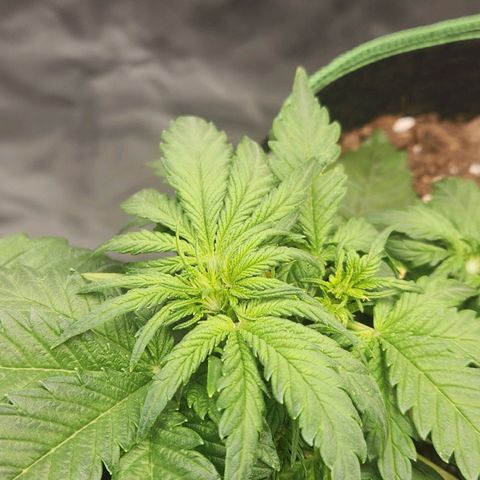 Strawberry Cheesecake Auto growlog photo: First flowers
