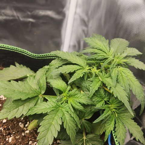 Strawberry Cheesecake Auto growlog timeline photo