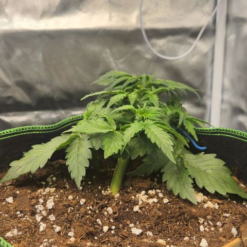 Strawberry Cheesecake Auto growlog timeline photo