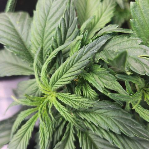 Do Si Dos Auto growlog timeline photo