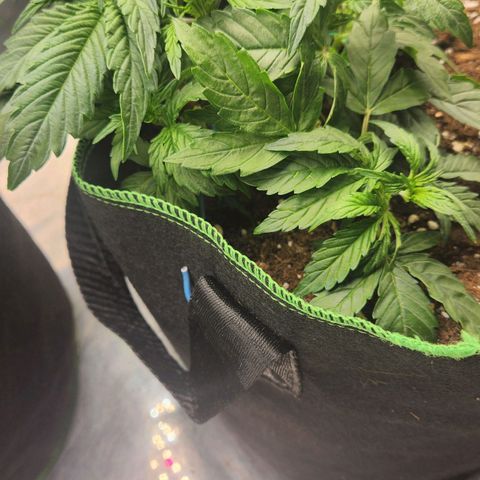 Do Si Dos Auto growlog timeline photo