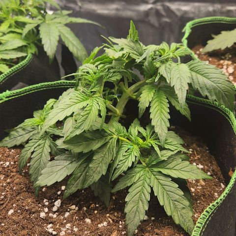 Do Si Dos Auto growlog timeline photo