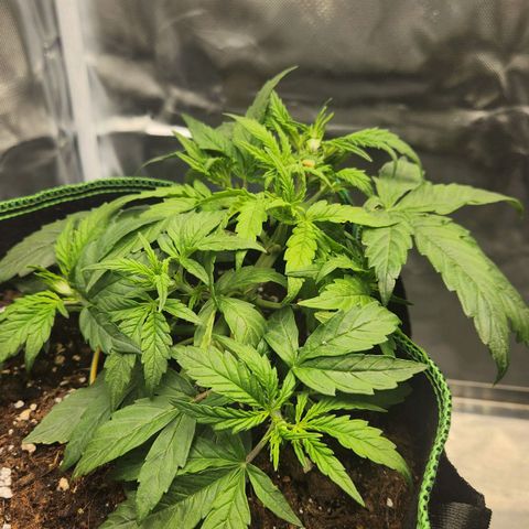 LSD Auto growlog timeline photo