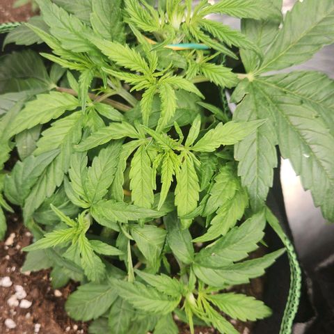 LSD Auto growlog timeline photo