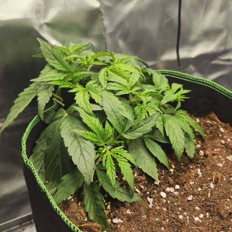 LSD Auto growlog timeline photo