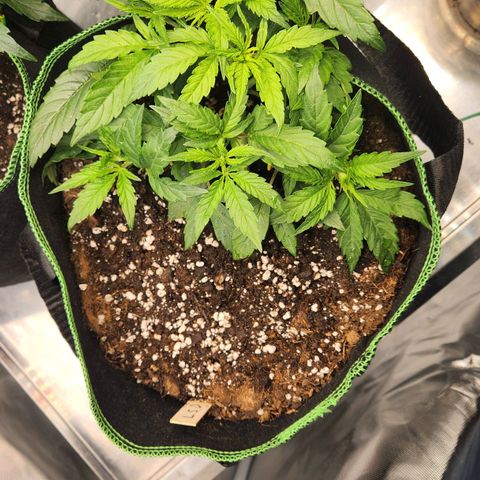 LSD Auto growlog timeline photo