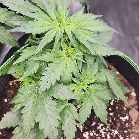 Strawberry Cheesecake Auto growlog timeline photo
