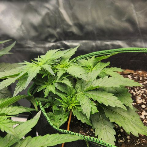 Strawberry Cheesecake Auto growlog timeline photo