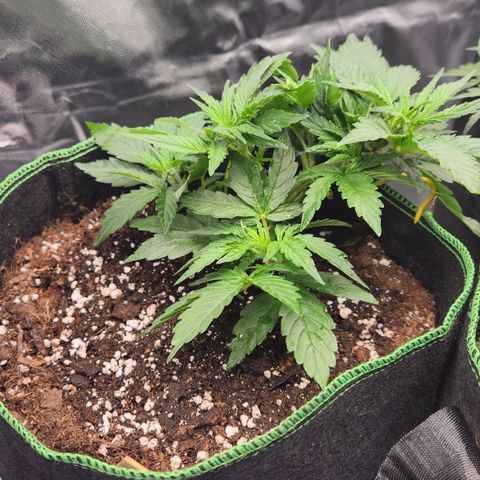 Do Si Dos Auto growlog timeline photo