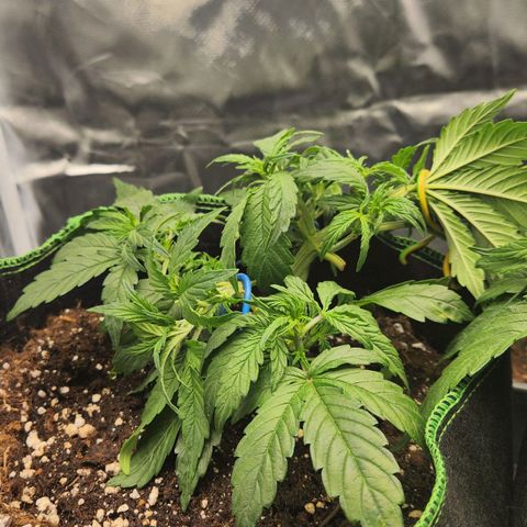 Do Si Dos Auto growlog photo: Lst