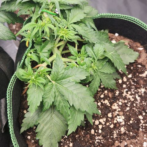 Strawberry Cheesecake Auto growlog timeline photo