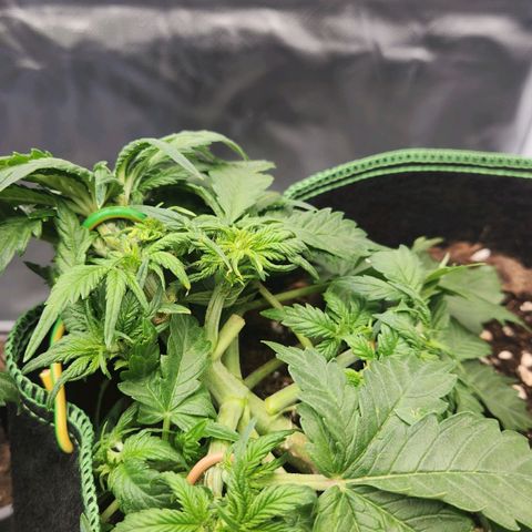 Strawberry Cheesecake Auto growlog timeline photo