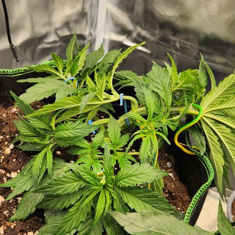 Do Si Dos Auto growlog timeline photo