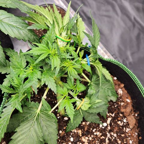 Strawberry Cheesecake Auto growlog timeline photo