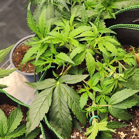 LSD Auto growlog timeline photo