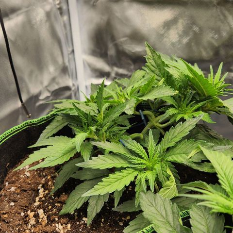 Do Si Dos Auto growlog timeline photo