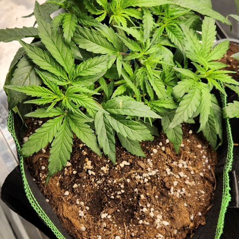 LSD Auto growlog timeline photo
