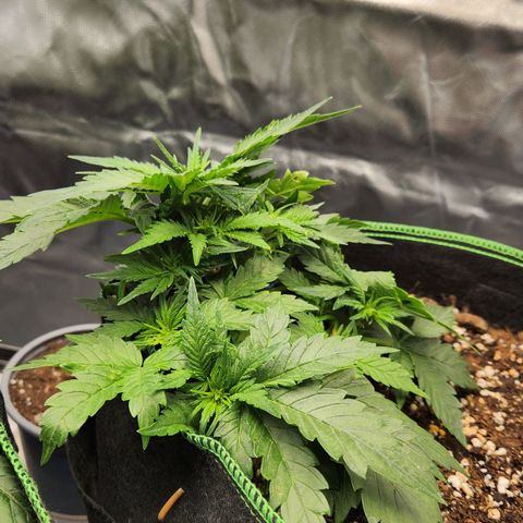 Strawberry Cheesecake Auto growlog timeline photo