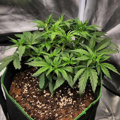 LSD Auto growlog timeline photo