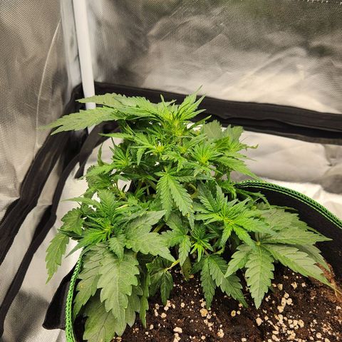 Strawberry Cheesecake Auto growlog timeline photo