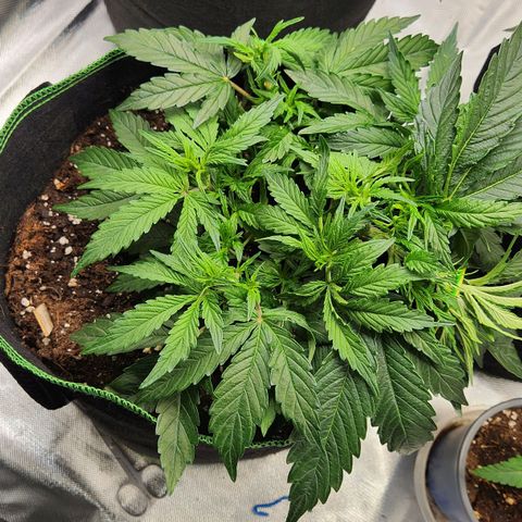 Do Si Dos Auto growlog timeline photo