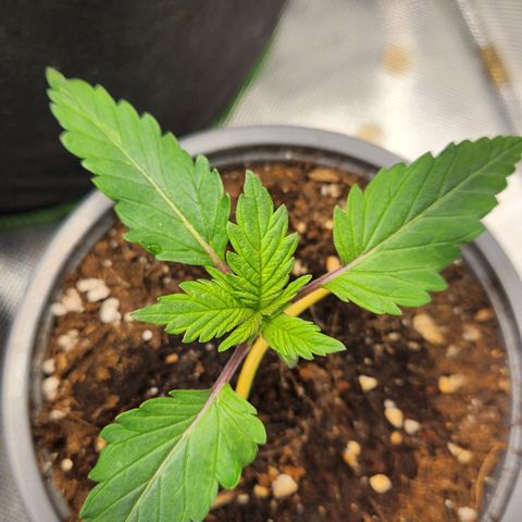 Laughing Buddha growlog timeline photo