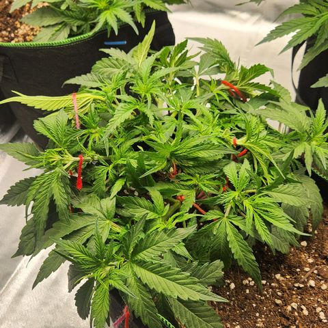 LSD Auto growlog timeline photo