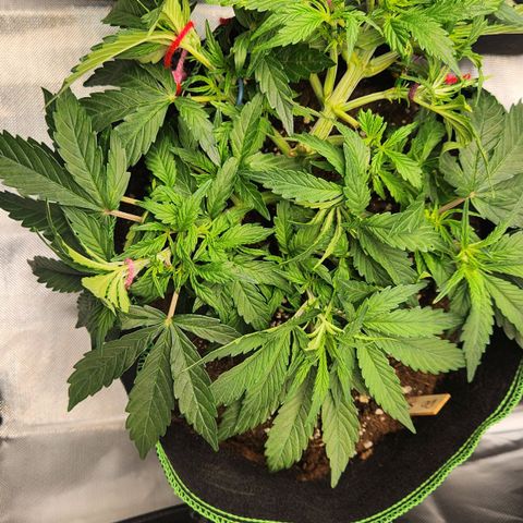 Do Si Dos Auto growlog timeline photo