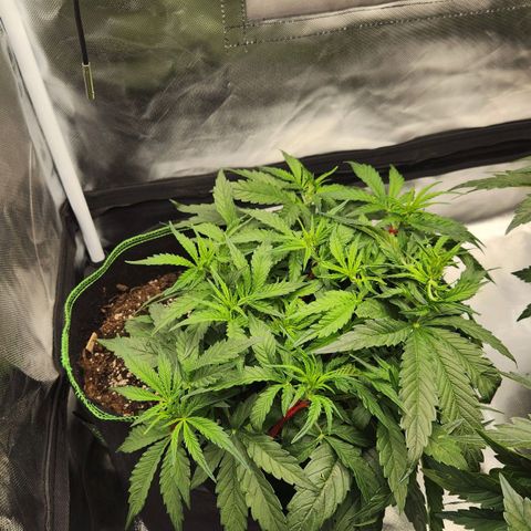 LSD Auto growlog timeline photo