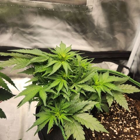 Strawberry Cheesecake Auto growlog timeline photo