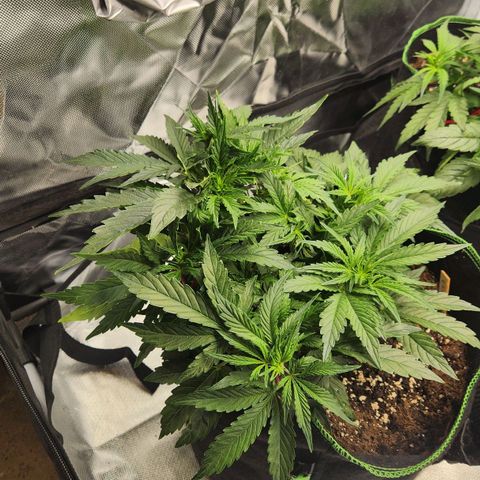 Do Si Dos Auto growlog timeline photo