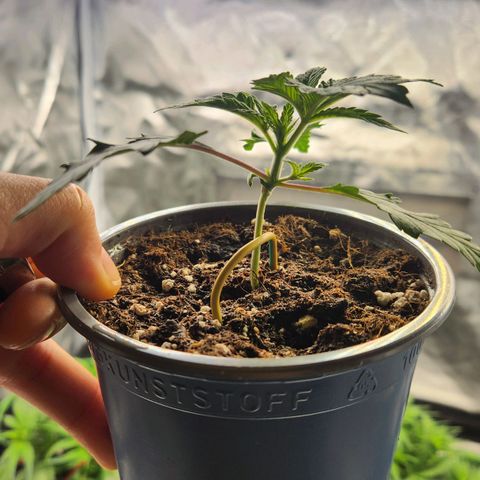 Laughing Buddha growlog photo: Non symmetrical growth making topping harder , let's wait a couple of days for the topping 