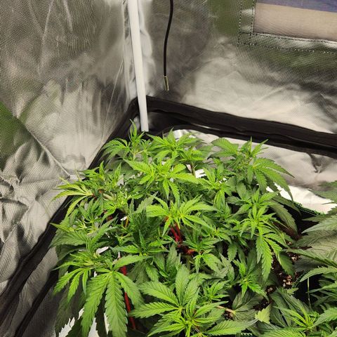 LSD Auto growlog timeline photo