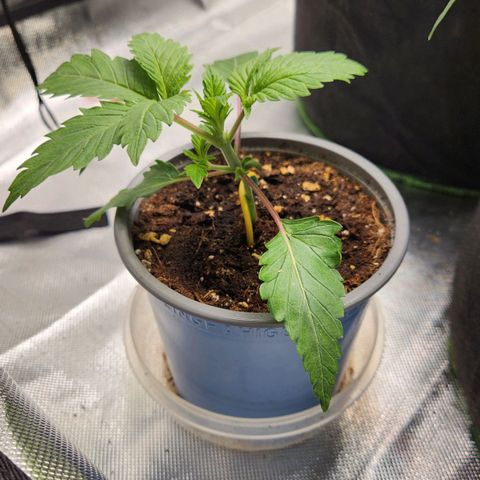 Laughing Buddha growlog timeline photo