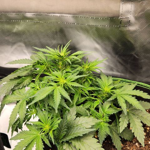 Strawberry Cheesecake Auto growlog timeline photo