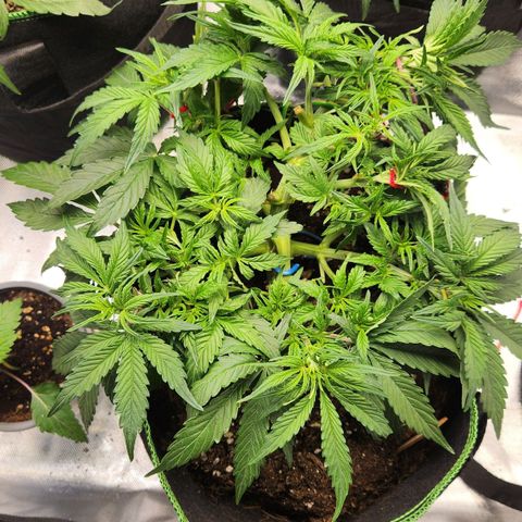Do Si Dos Auto growlog timeline photo