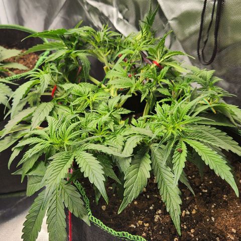Do Si Dos Auto growlog timeline photo