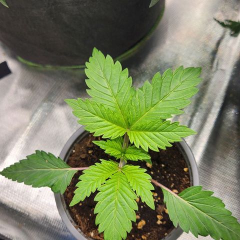Laughing Buddha growlog photo: Complete disordered and asymmetrical growth but love her unique 4 pointed leaf