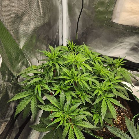 LSD Auto growlog timeline photo