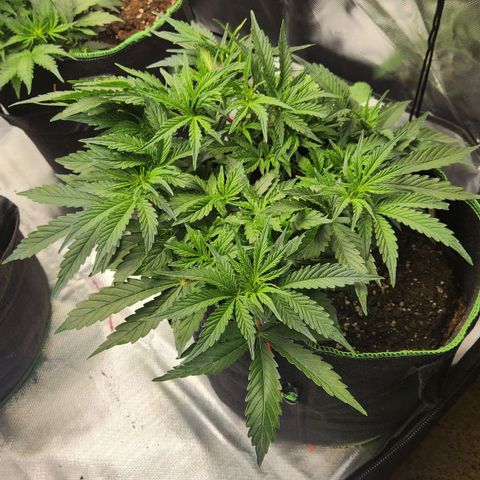 Do Si Dos Auto growlog timeline photo