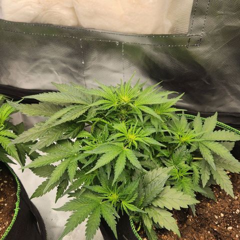 Strawberry Cheesecake Auto growlog timeline photo
