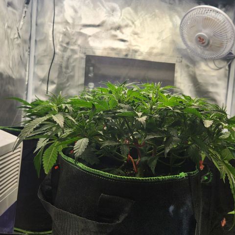 LSD Auto growlog timeline photo