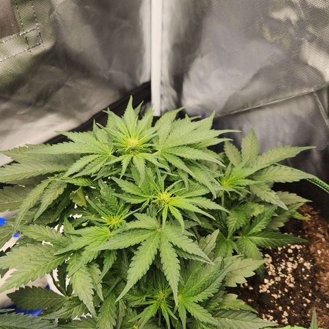Strawberry Cheesecake Auto growlog timeline photo